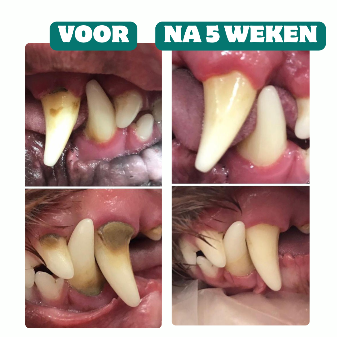 Heup & Gewrichten + Zalmolie + Frisse Adem + Dental Sticks