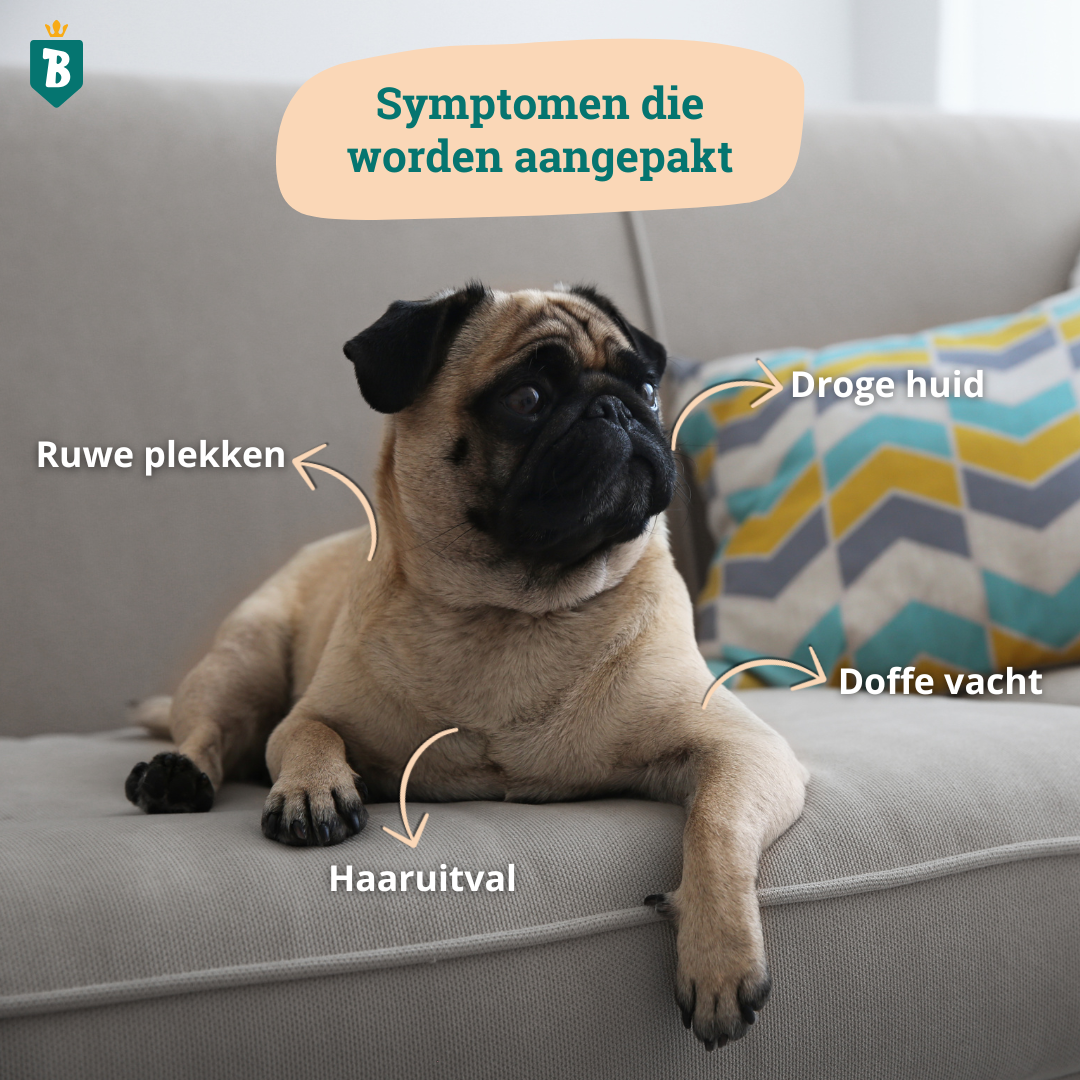 Huid & Vacht Olie | 100% Natuurlijk